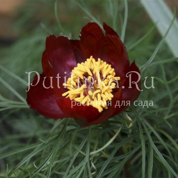 Пион тонколистный с красными стеблями (Paeonia tenuifolia f. Red)